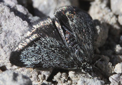 Odontiinae