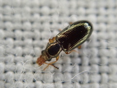 Salpingus planirostris