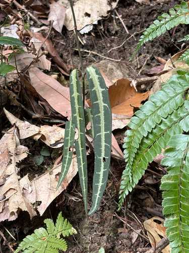 Gardneria multiflora, photograph 5