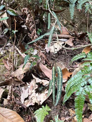Gardneria multiflora, photograph 6