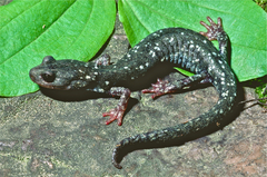 Aneides klamathensis