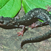 Salamandra Negra de Klamath - Photo (c) herper47, algunos derechos reservados (CC BY-NC)