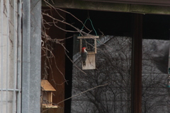 Melanerpes carolinus