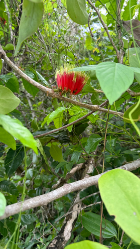 Decaisnina triflora observed 2026-01-26
