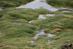 Cinclodes atacamensis