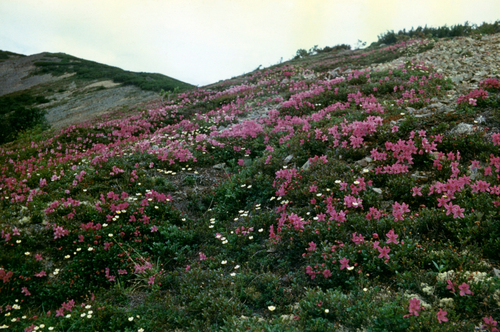 Kamchatka Rhododendron (Rhododendron camtschaticum)