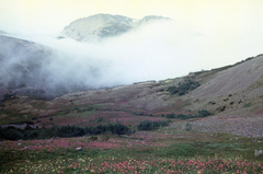 Rhododendron camtschaticum, photograph (c) Oleg Kosterin, some rights reserved (CC BY)