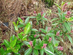Miconia ciliata
