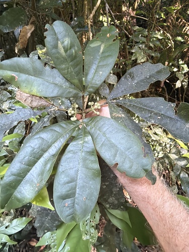 Hairy Acronychia (Acronychia pubescens)