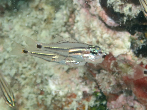 Mini-kardinaalbaars (Ostorhinchus neotes) — Apogonidae