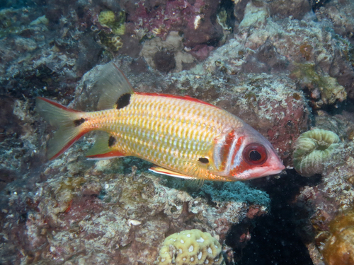 Blackblotch squirrelfish (Sargocentron melanospilos) — Holocentridae