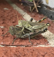 Melanoplus differentialis