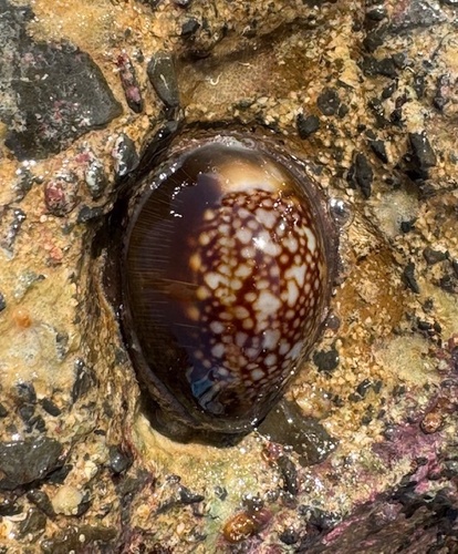 Cypraea caputserpentis observed 2026-01-25