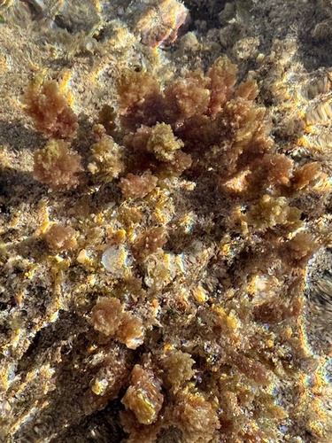Asparagopsis taxiformis observed 2026-01-25