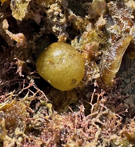Colpomenia observed 2026-01-25