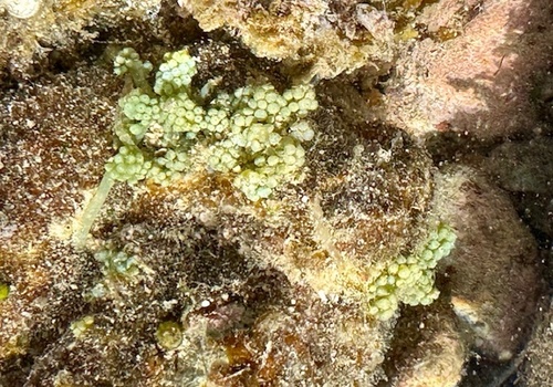 Caulerpa racemosa observed 2026-01-25