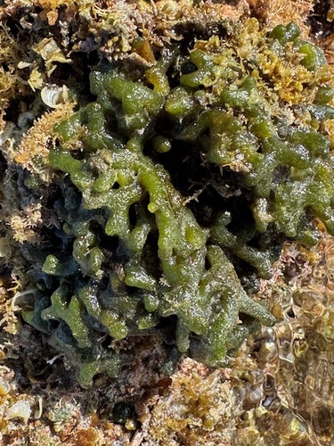 Codium edule, 2026-01-25