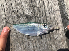 Australian Spotted Herring photo 2