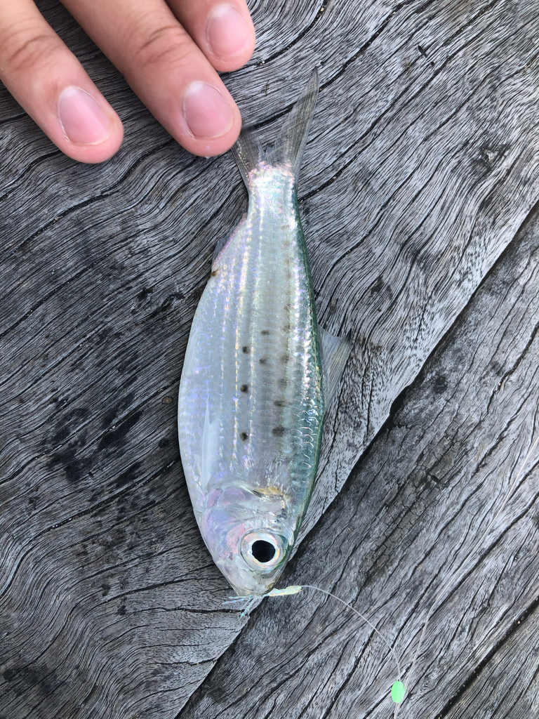 Australian Spotted Herring