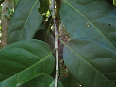 Coccoloba diversifolia