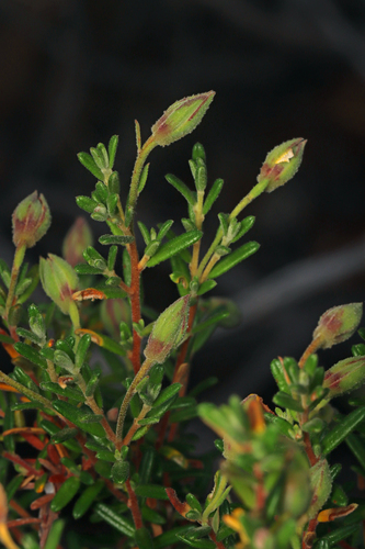 Erect Guinea-flower (Hibbertia australis)