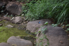 Morpho helenor montezuma