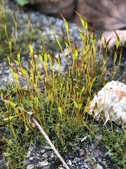 Tortula muralis