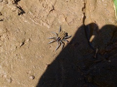 Allocosa paraguayensis