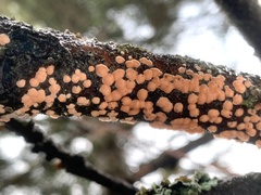 Aleurodiscus grantii