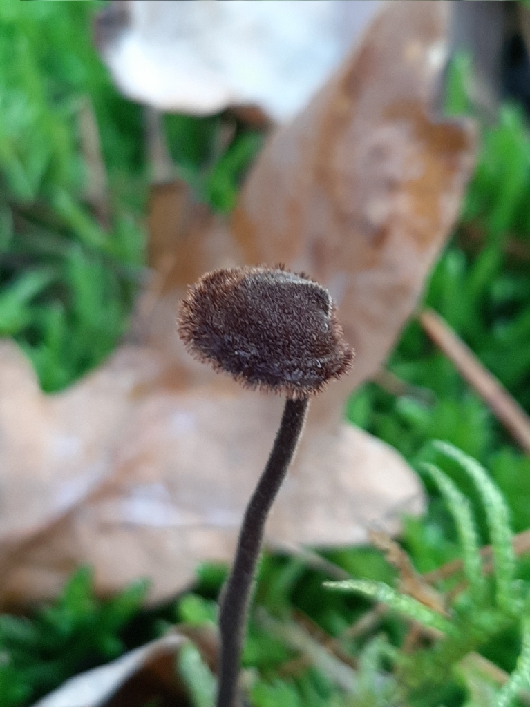 Auriscalpium vulgare · December 2025 · photo: © lolsza (iNaturalist, cc0)