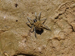 Allocosa paraguayensis