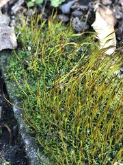 Tortula muralis