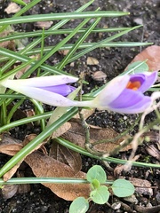 Crocus tommasinianus