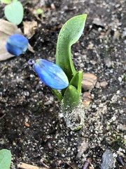 Scilla siberica