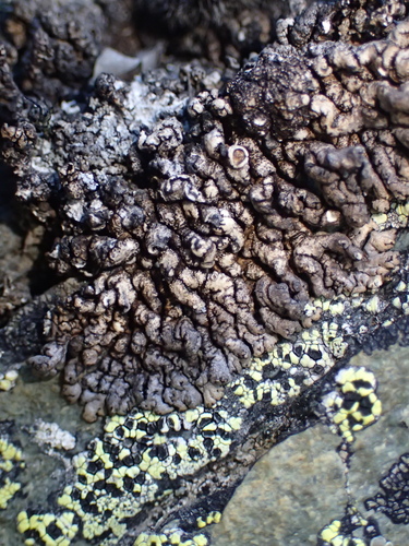 Hypogymnia kosciuskoensis, 2025-11-03