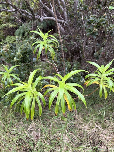 Dubautia plantaginea observed 2026-01-22