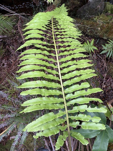 Menisciopsis cyatheoides observed 2026-01-22