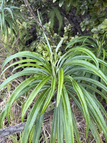 Lobelia hypoleuca observed 2026-01-22