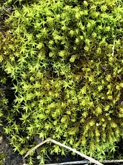 Bryophyta