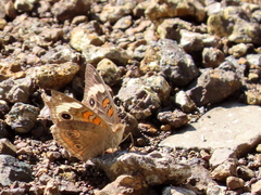 Junonia coenia coenia