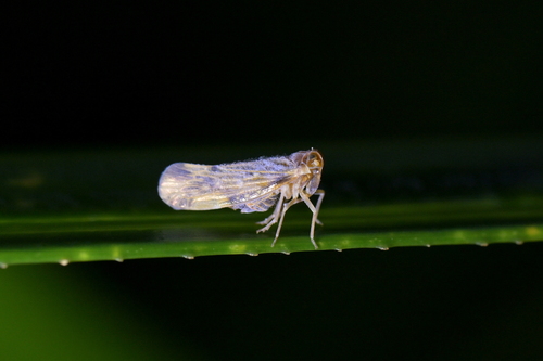 Eocenchrea maorica, 2026-01-25