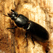 Scarabs, Stag Beetles, and Allies - Photo (c) Katja Schulz, some rights reserved (CC BY)