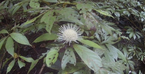 Myrmeconauclea strigosa observed 2026-01-26