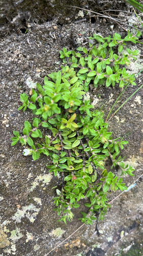 Mitrasacme pilosa, 2026-01-26