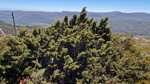 Diselma archeri observed 2026-01-26