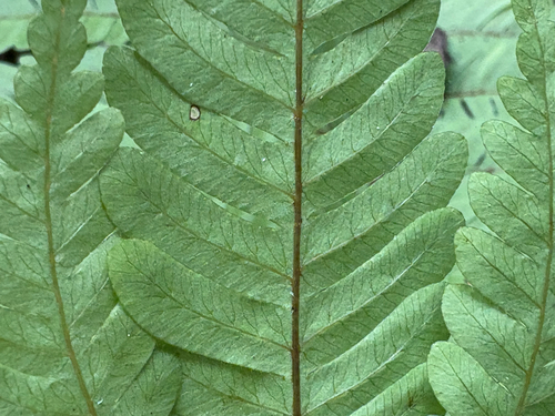 Pteris setulosocostulata, photograph 3