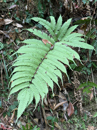 Pteris setulosocostulata, photograph 2