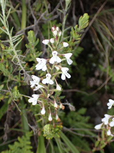 Rock Disa (Disa saxicola)