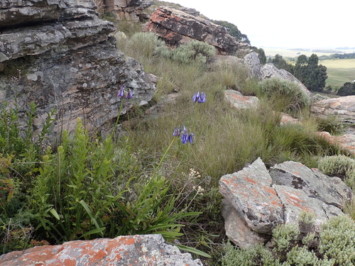 Agapanthus inapertus, photograph 3