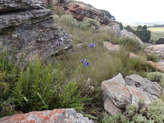 Agapanthus inapertus, photograph (c) Andrew Hankey, some rights reserved (CC BY-SA)
